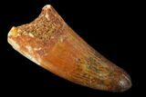 Cretaceous Fossil Crocodile Tooth - Morocco #159139-1